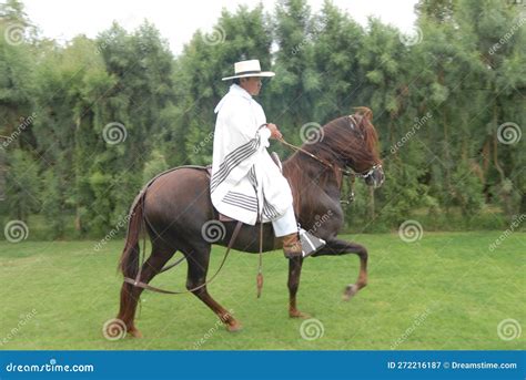 PERU Peruvian Paso Horses Being Ridden by Men in Traditional Clothing ...