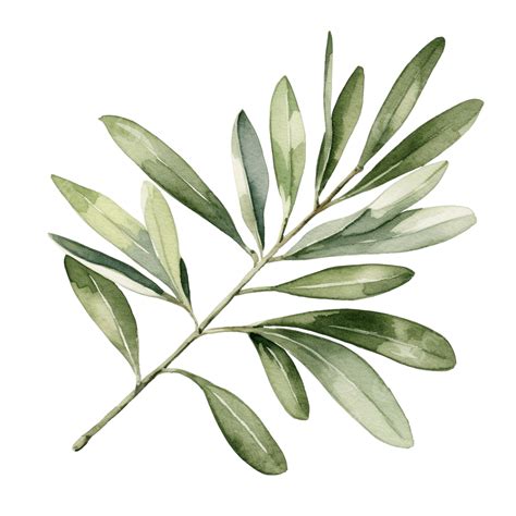 Olive Leaf Watercolor, Leaf, Olive, Branch PNG Transparent Image and ...