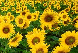 sunflower 的图像结果