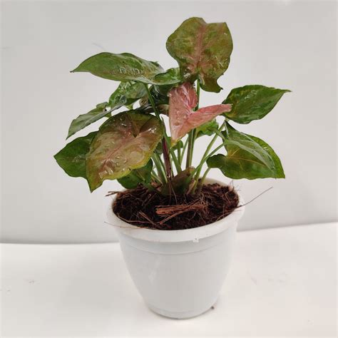 Shop Syngonium Green Brown Color Plant - Unique Green-Brown Hues ...
