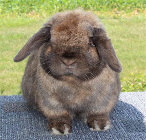 Holland Lop Rabbits For Sale | Leland, IL #285033