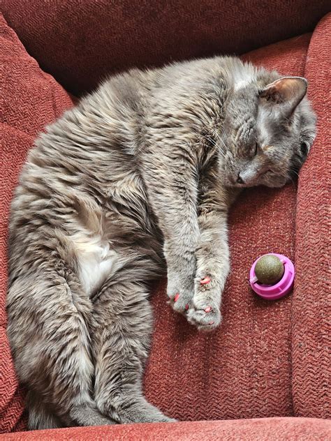 Whitney - Available for Meet and Greet from Foster | Orphan Angels Cat ...