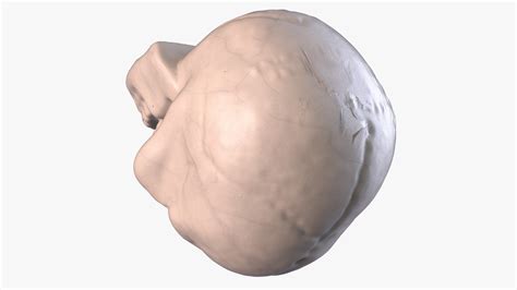 3D Skull Model - TurboSquid 1952915