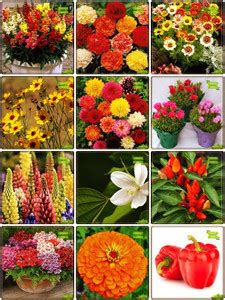 OhhSome Best Seeds Combo Flower Seeds : Antirihinum Tom Thumb Dwarf Mix ...
