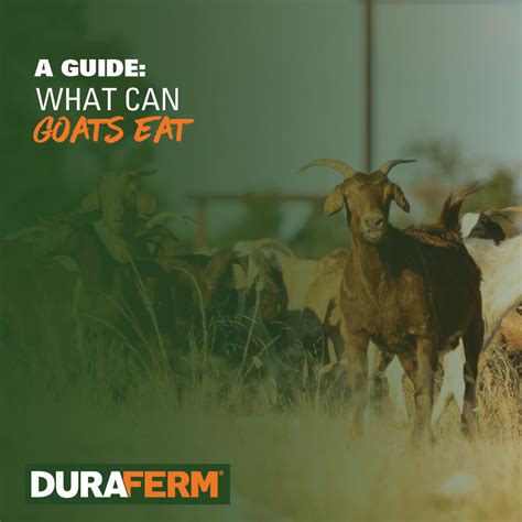 A Guide: What Can Goats Eat - DuraFerm