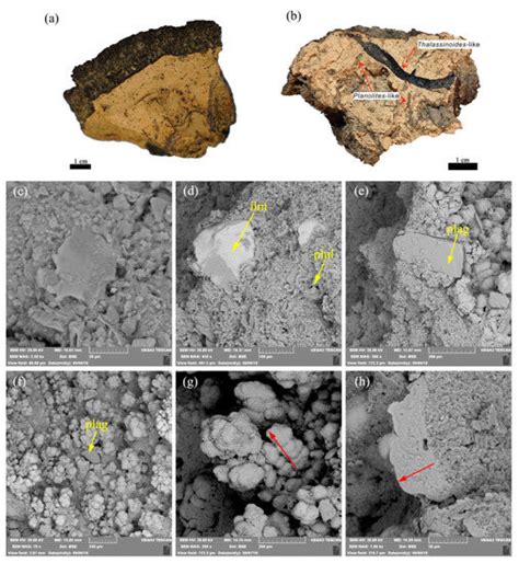 The Geochemistry and Bioturbation of Clay Sediments Associated with ...