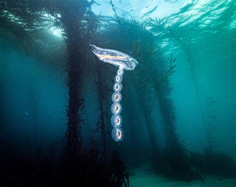 Evolutionary Drift: An Interview with Our Closest Invertebrate Relatives | Scuba Diving