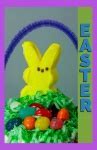 Image result for Easter Bunny Real Cute