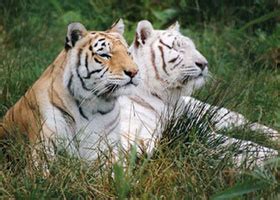 Ushakothi Wildlife Sanctuary in Orissa India, Ushakothi Wildlife Sanctuary