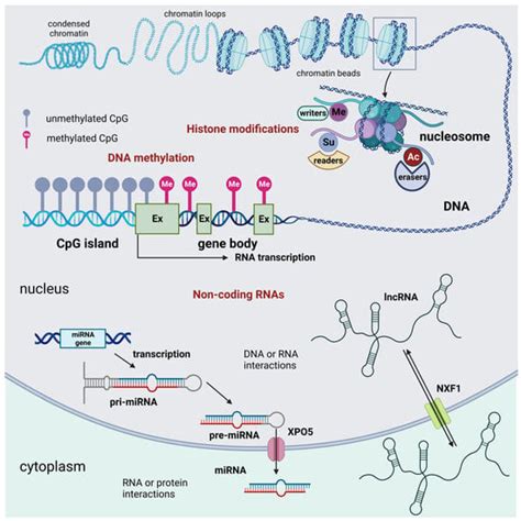 An Overview of the Epigenetic Modifications in the Brain under Normal ...