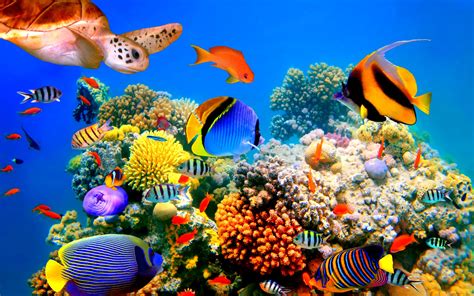 Sea Fish 的图像结果