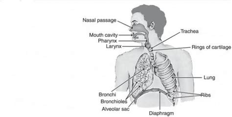 1. Frogs are amphibians. They survive on land and water; do they have ...
