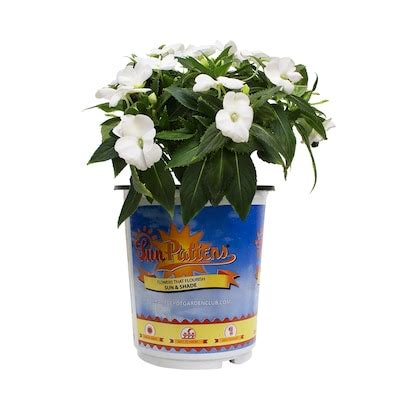 Sunpatiens White Plants, Bulbs & Seeds at Lowes.com