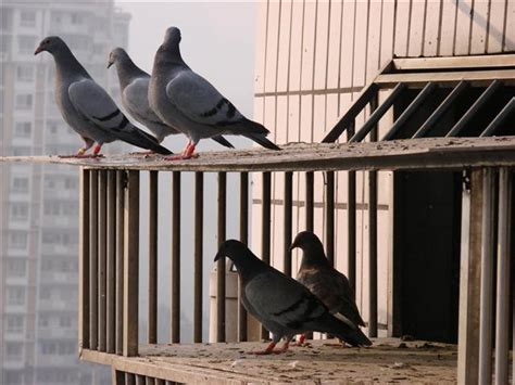 鸿门鸽舍N年不扫棚：我亲爱的鸽子们-中国信鸽信息网相册