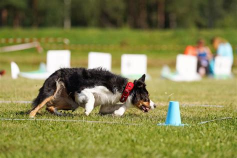 Warszawa - Obedience z Moniką Kowalską ObiFru, Dream Dog - szkolenie ...