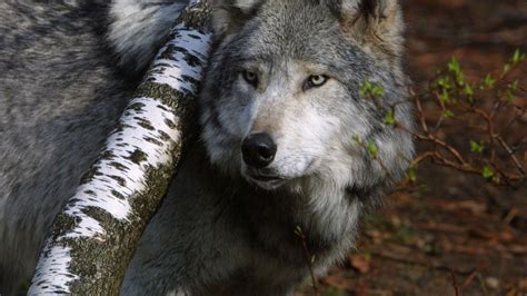 Grey Wolf Wallpaper | Gray wolf background, Wolf sitting tree, Wolves