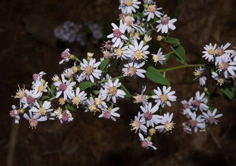 Symphyotrichum cordifolium (Heart-leaved aster)