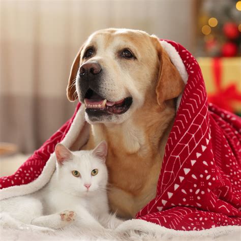 Skyline Veterinary Hospital - Veterinarians in North Vancouver, BC