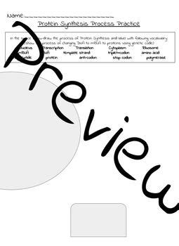 Image result for Protein Synthesis Practice