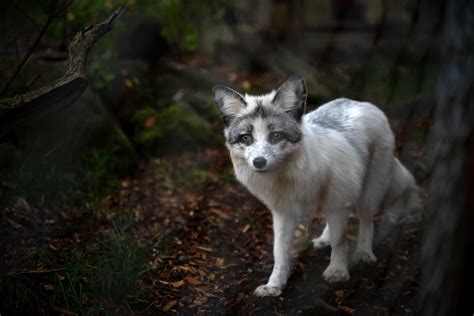 Making Fashion Kinder in 2022 and Beyond - FOUR PAWS International ...