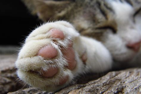Pillow Paw Disease In Cats - Captions Beautiful