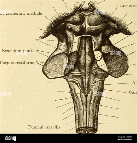 . Diseases of the nervous system . Fig. 43.—Base of the Braix axd ...