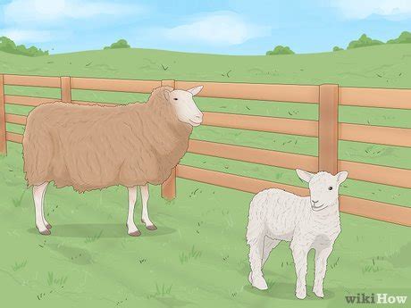 Sheep Care 的图像结果