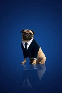 Dog Poster for Room Wall Decoration, Size - 12 X 18 inches || EB ART ...