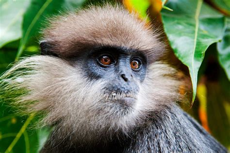 12 Amazing Animals to See in Sri Lanka – Fodors Travel Guide