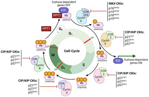 Translational Advances in Oncogene and Tumor-Suppressor Gene Research