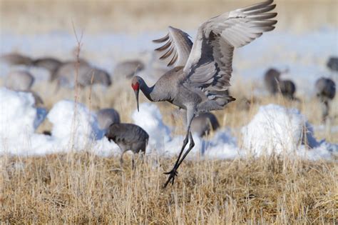 Sandhill Crane Migration in Colorado 2024 - Rove.me