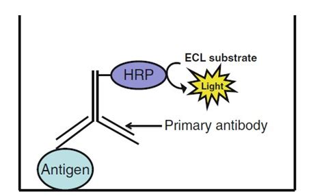 Image result for Visual Elisa Protocol