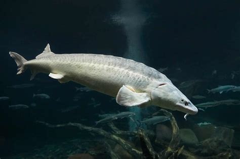 World Record Sturgeon: Discover the Largest Sturgeon Ever Caught - A-Z ...