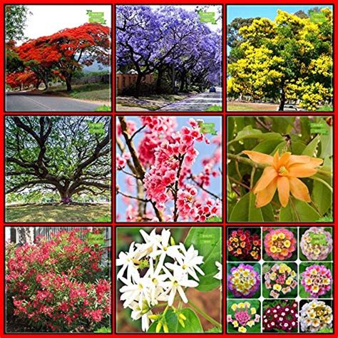 Creative Farmer All Season Gardening Seeds Combo Tree Seeds : Jacaranda ...