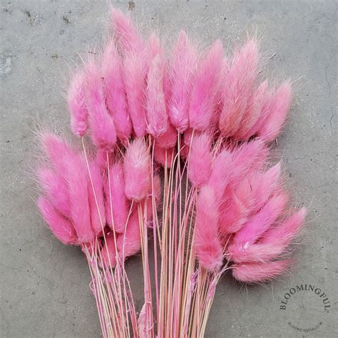 Image result for Pink Spring Tails