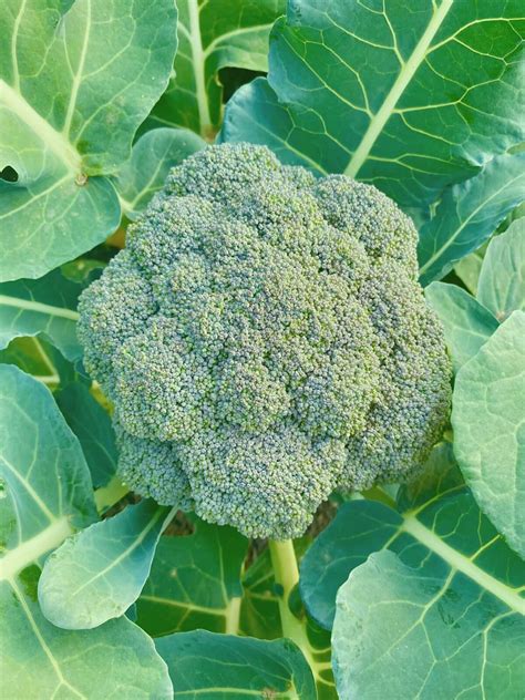 Broccoli Plant Growing Stages: Germination To Harvesting – KQSHG