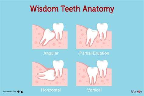 Wisdom Teeth Function 的图像结果
