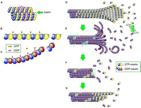 Microtubules Structure