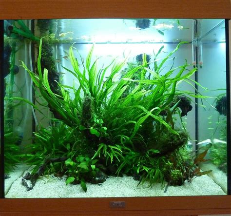 Image result for How to Trim a Java Fern
