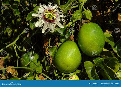 Passiflora Edulis - Passion Fruits Stock Image - Image of passiflora ...