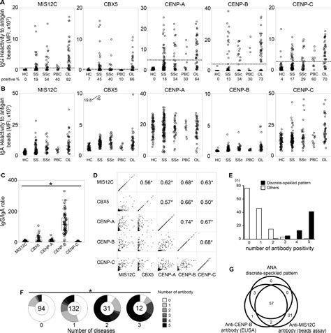 Centromere B Antibody