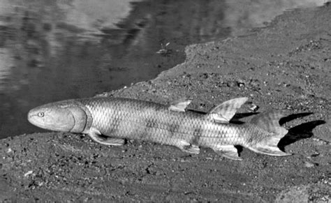 Humans Evolution Line since Fish 的图像结果