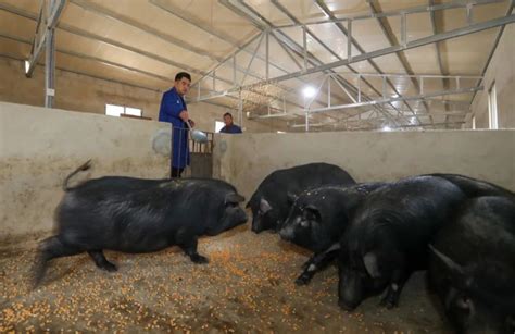 生猪养殖警惕“卡脖子”现象 一些本土种猪濒临灭绝 - 世相 - 新湖南