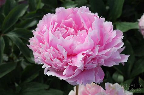 Sarah Bernhardt - Quality Peonies