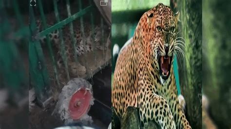 ghaziabad me tendua news in hindi-गाजियाबाद में फिर दिखा आदमखोर तेंदुआ