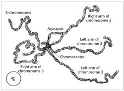 Polytene Chromosomes - Botany Optional for UPSC PDF Download