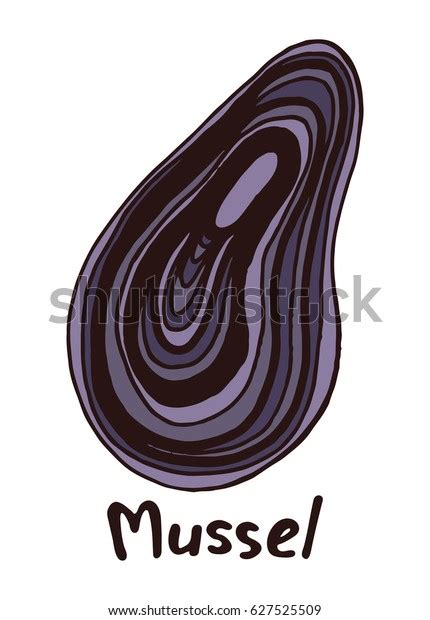 Image result for Lateral View Musselshell