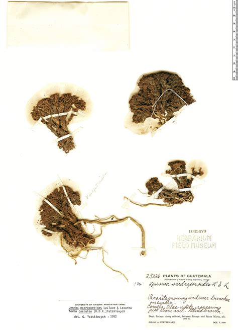 Lennoa madreporoides | Rapid Reference | The Field Museum - yatsk