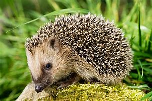 Image result for Knitted Hedgehog
