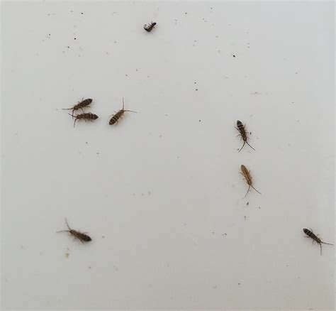 Tiny Black Bugs In House That Jump | Psoriasisguru.com